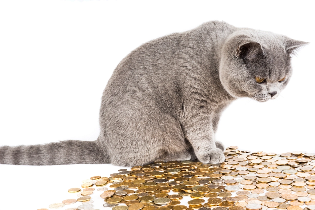 Chartreux: The French Monastery Cat That Survived Religious Upheaval (image credits: rawpixel)
