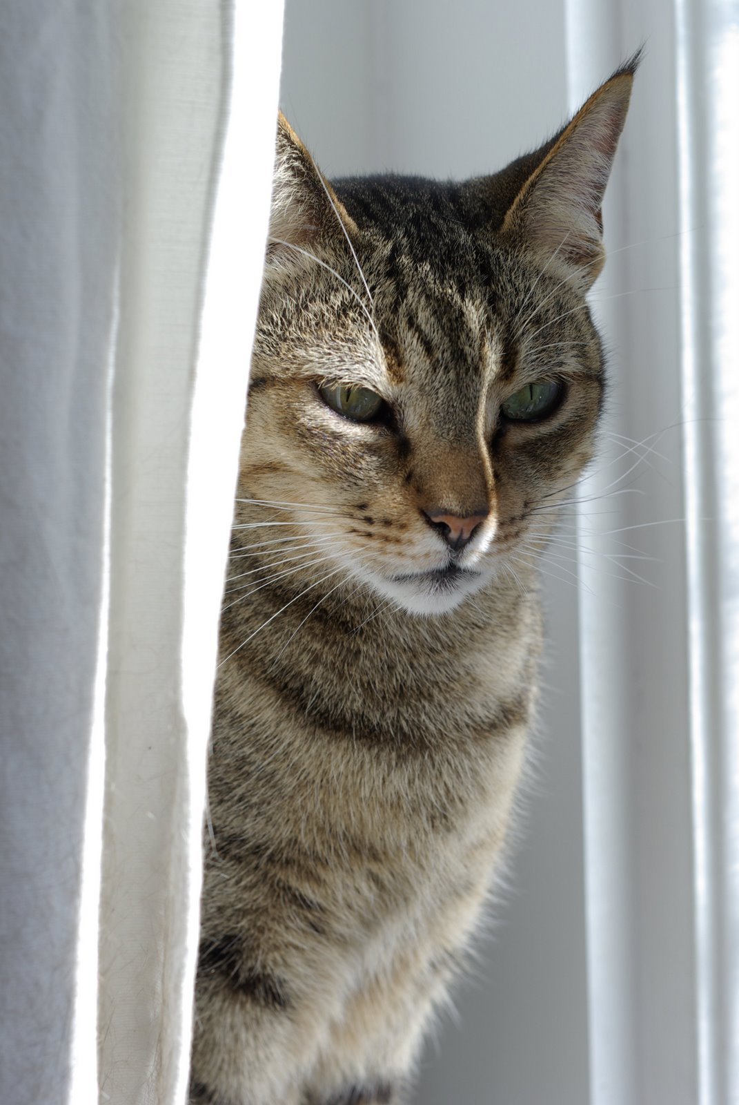 The Future of Feline Genetic Diversity (image credits: wikimedia)