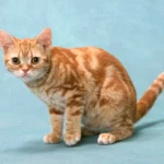 7 Cat Breeds That Almost Went Extinct — But Didn't