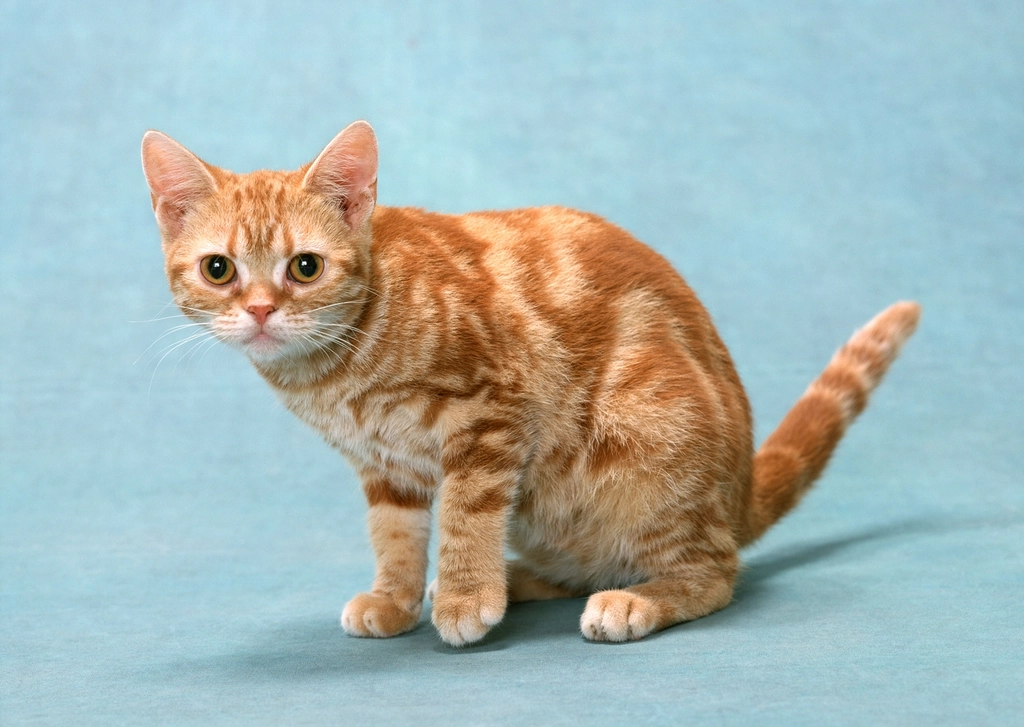 7 Cat Breeds That Almost Went Extinct — But Didn't
