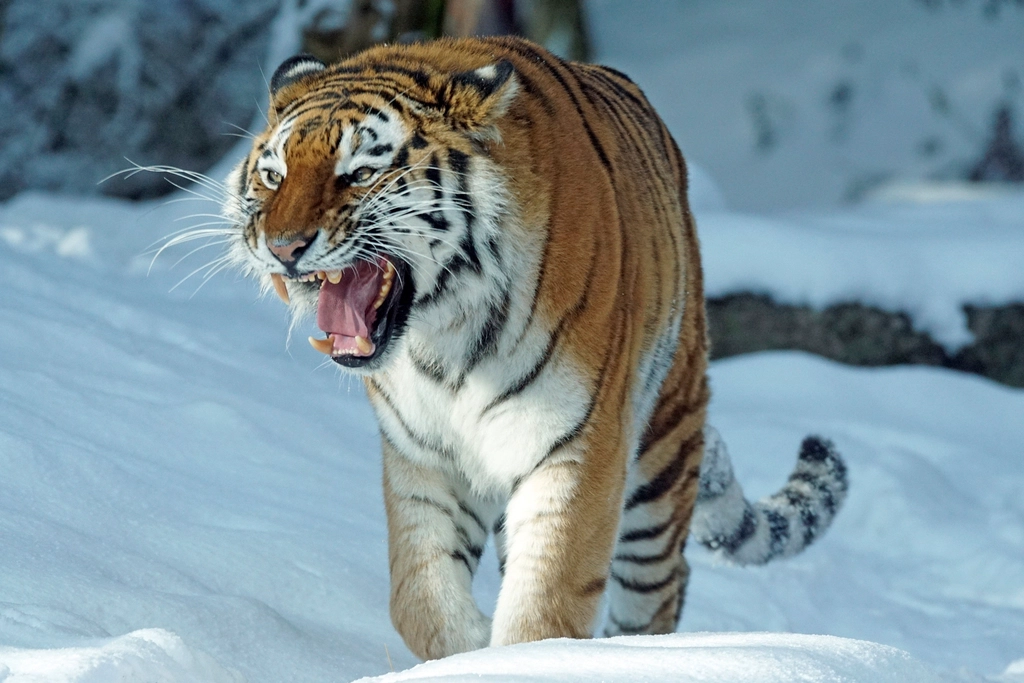 Siberian Tigers Embrace the Frozen Wilderness (image credits: rawpixel)