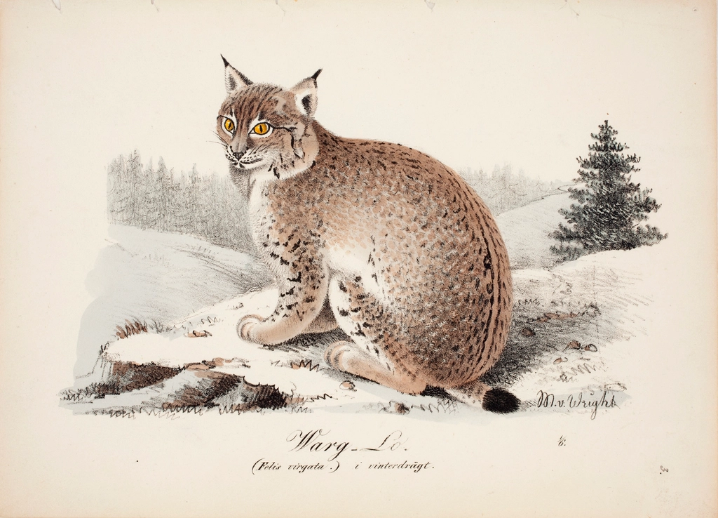 Lynx Dominate the Boreal Forest's Harsh Winters (image credits: rawpixel)