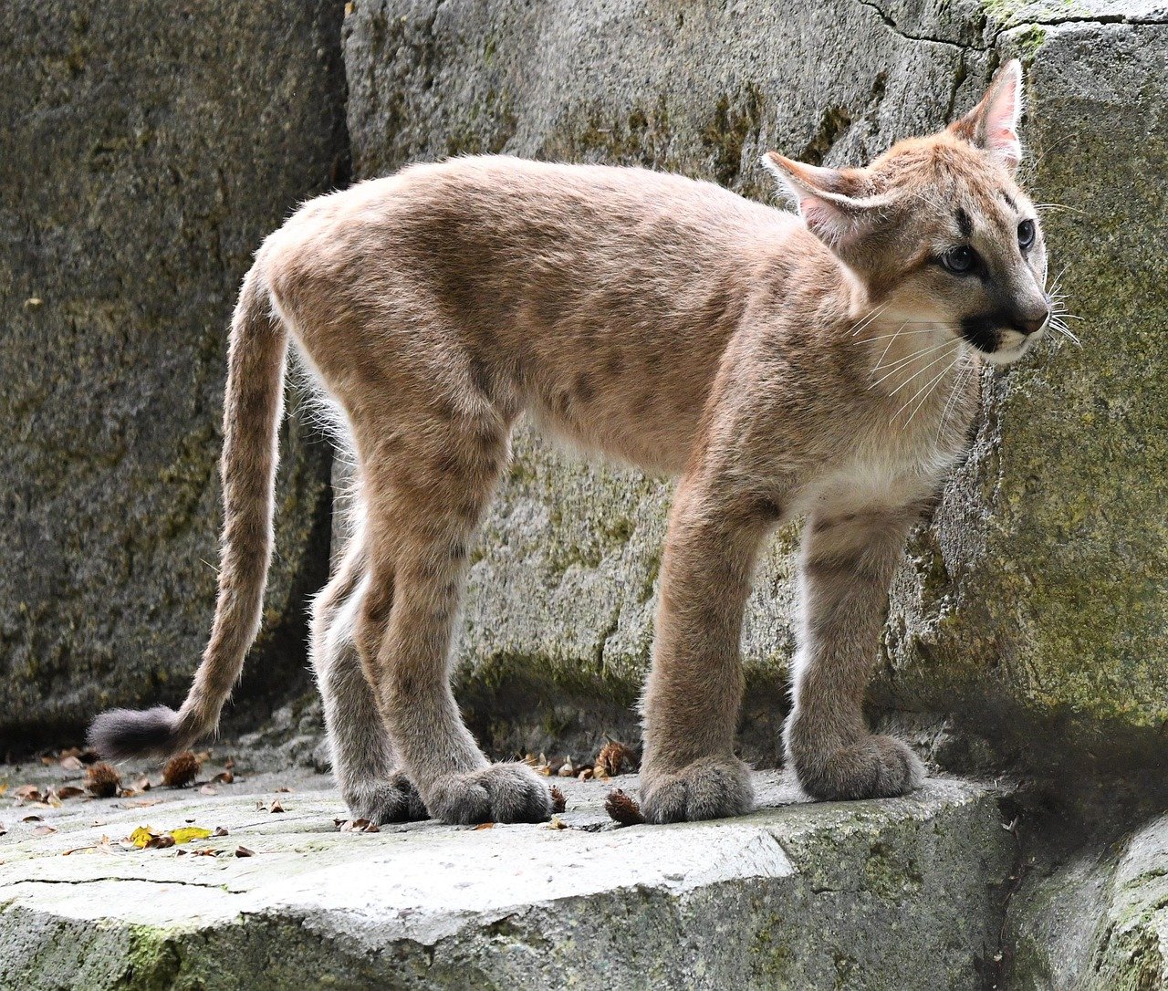 Pumas Thrive in Patagonia's Windswept Landscapes (image credits: pixabay)