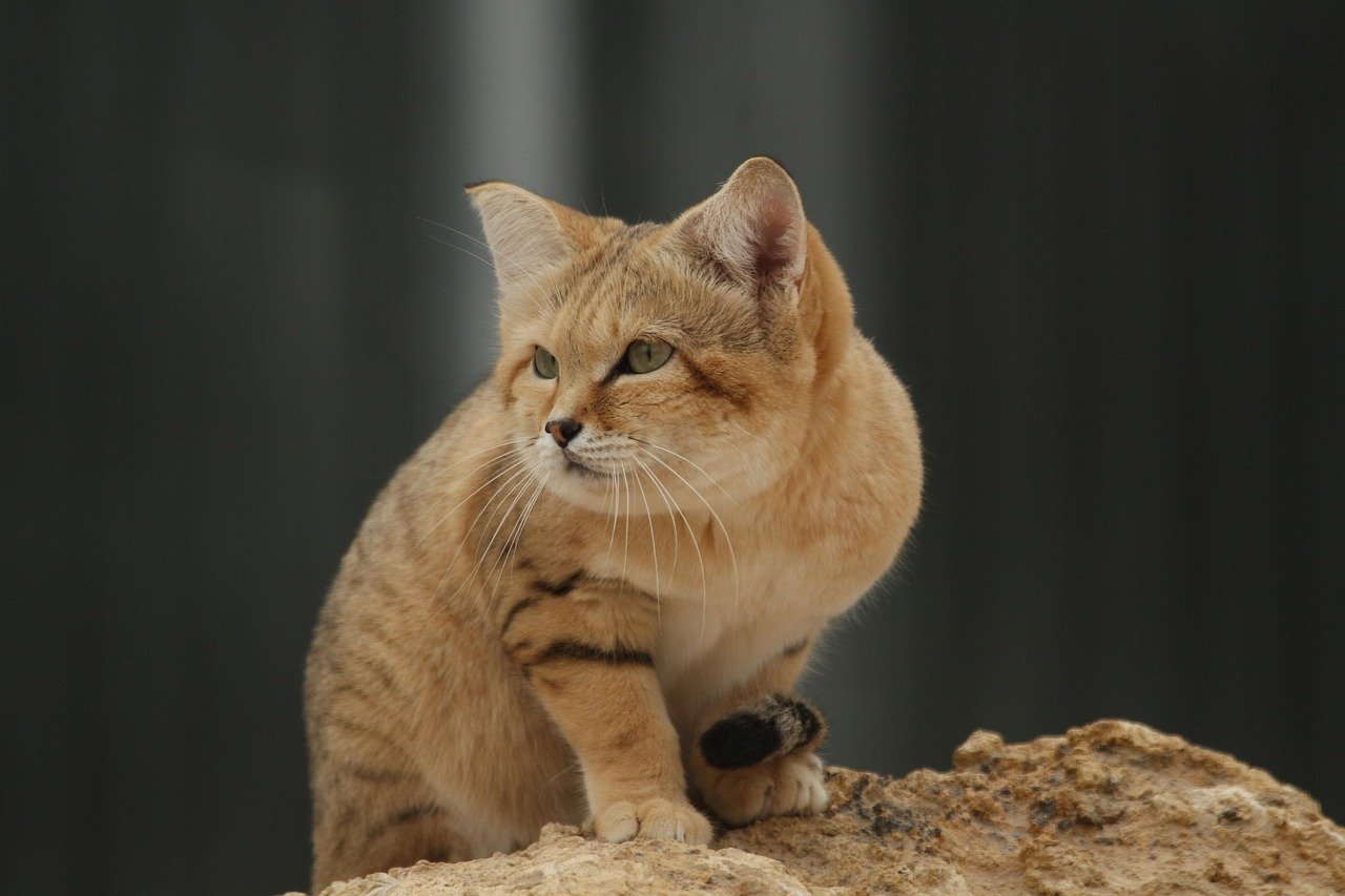 How 7 Big Cats Survive in the World's Harshest Climates
