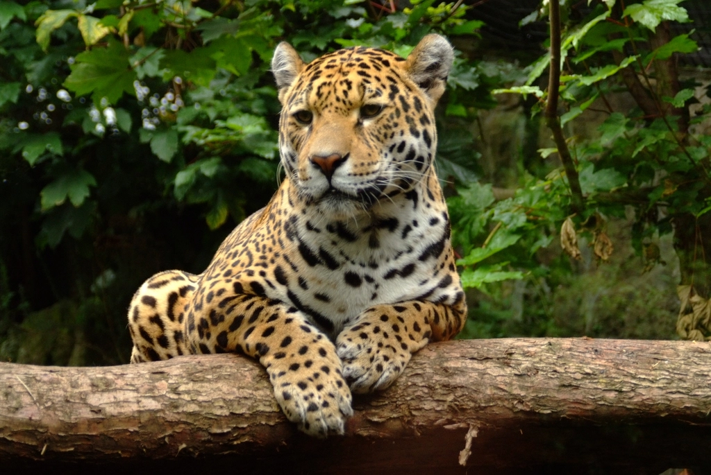 Jaguars: Riverbank Watchers with a Height Advantage (image credits: rawpixel)