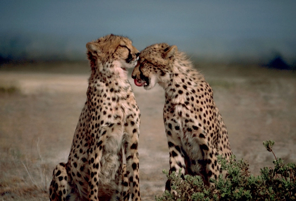 Cheetahs: Savannah Surveyors on Termite Mounds (image credits: rawpixel)