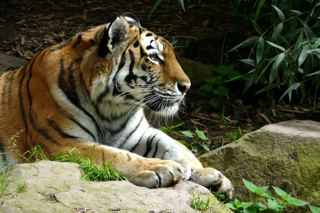 Tigers: Forest Giants in the Canopy Shadows (image credits: rawpixel)