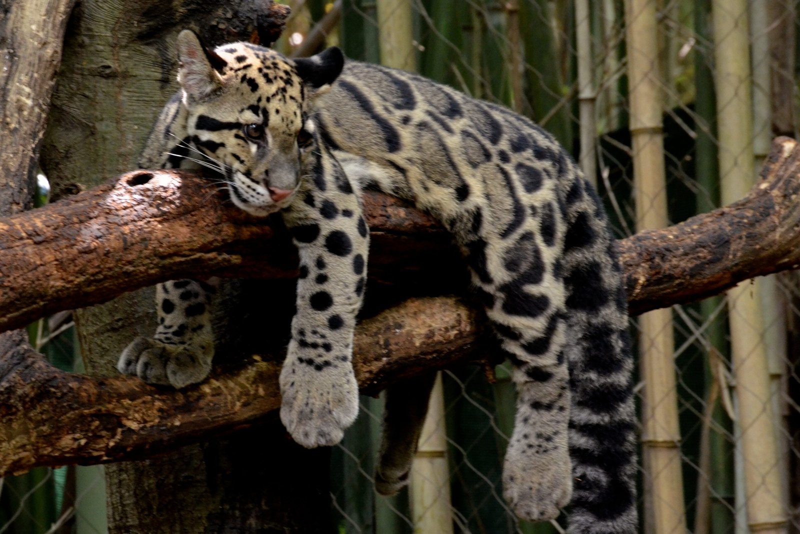 Clouded Leopards: Jungle Gymnasts of the Canopy (image credits: wikimedia)