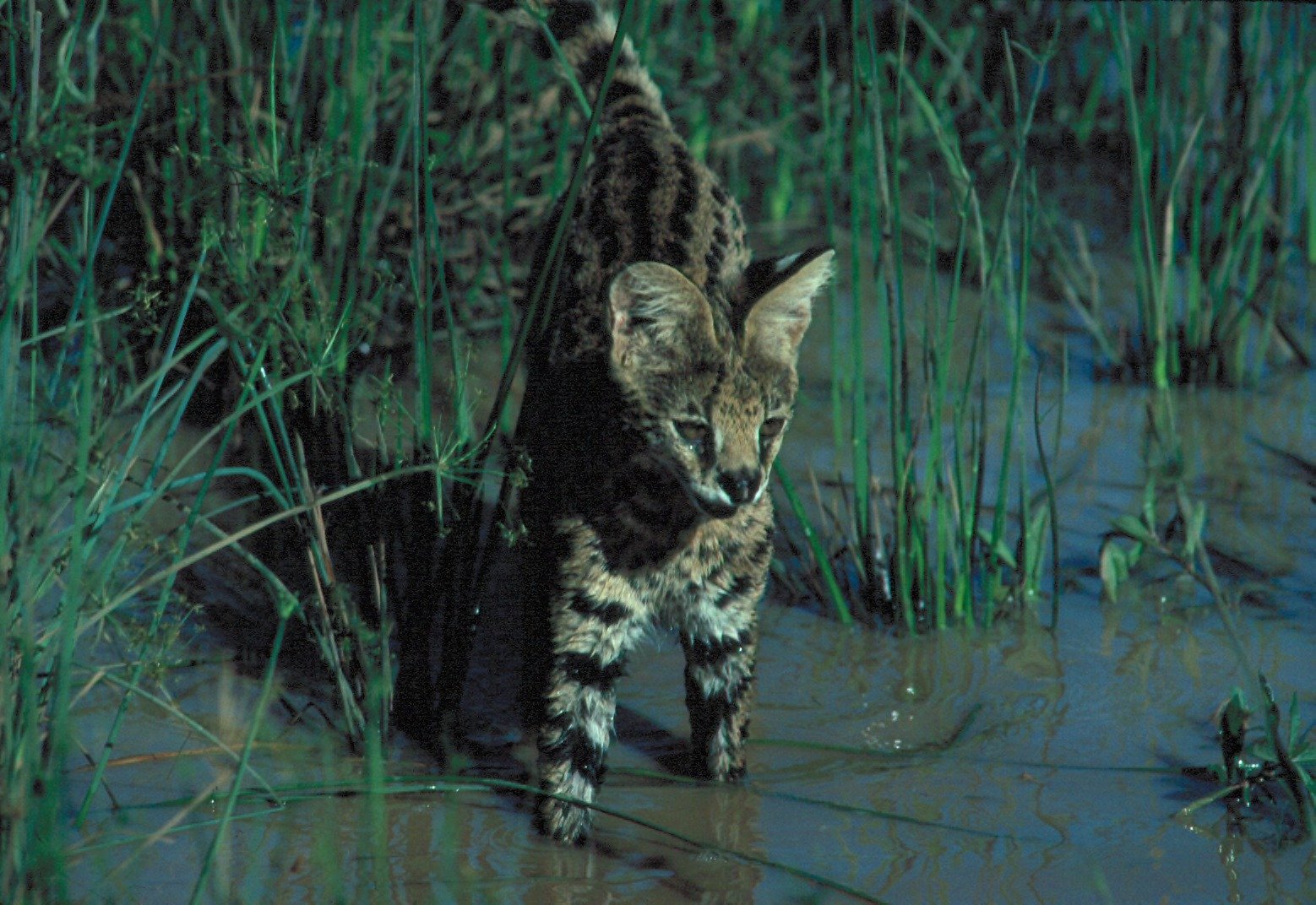 Servals: High-Grass Hunters on Watch (image credits: wikimedia)