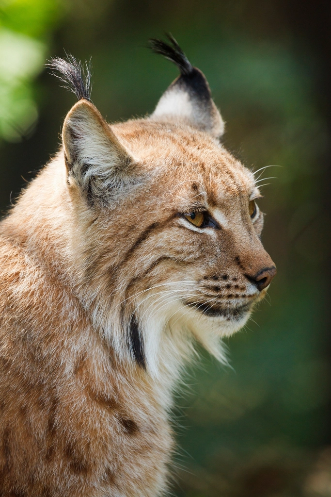 Eurasian Lynx: Silent Stalkers of the Highlands (image credits: rawpixel)