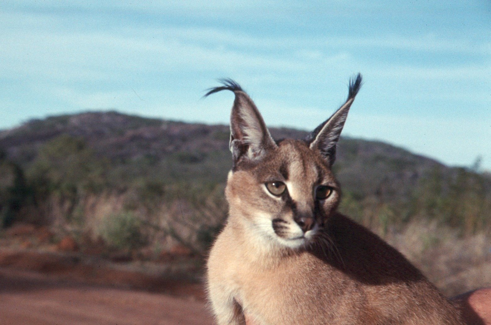 Caracals: Acrobatics in the African Bush (image credits: wikimedia)