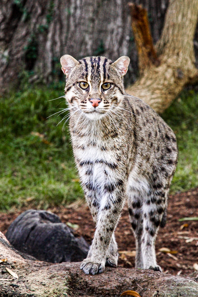 Fishing Cats: Streamside Stalkers with a View (image credits: rawpixel)