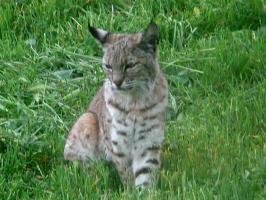 Bobcats: Ridge Runners of North America (image credits: wikimedia)