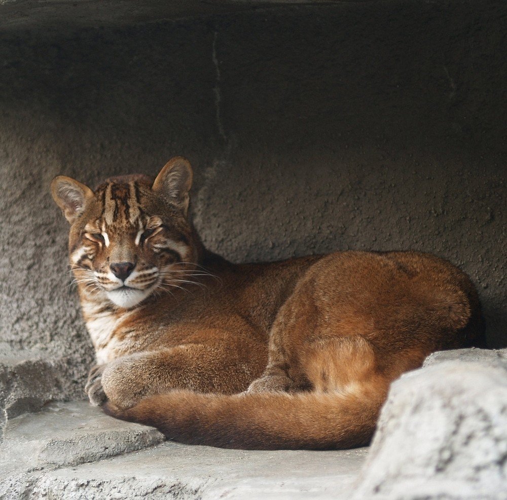 Asiatic Golden Cats: Highland Hoppers of Southeast Asia (image credits: wikimedia)