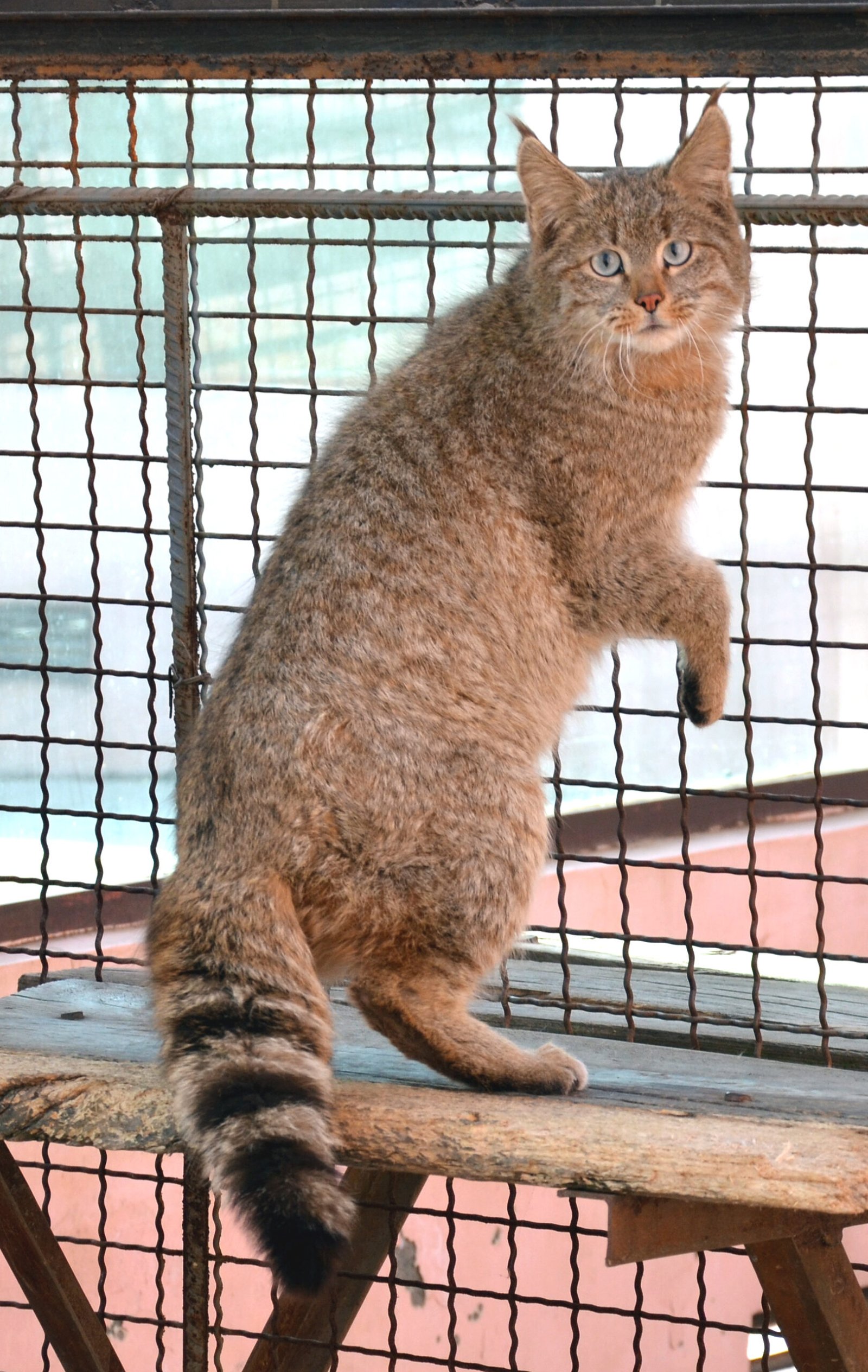 Chinese Mountain Cats: Plateau Prowlers (image credits: wikimedia)