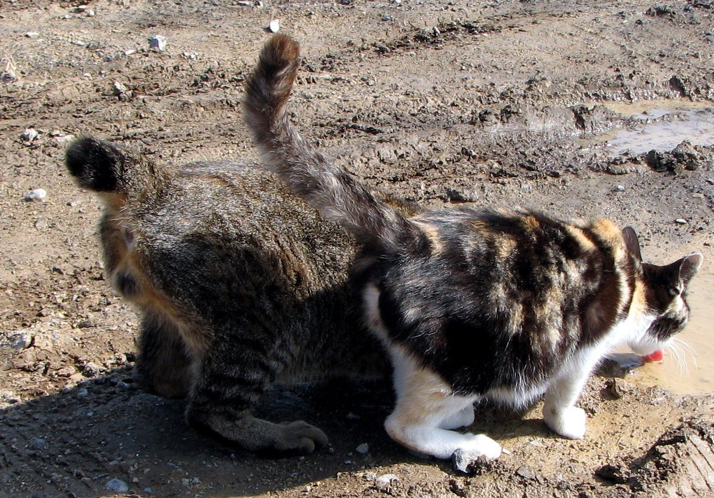 Japanese Bobtail: The Spirited Storyteller (image credits: wikimedia)