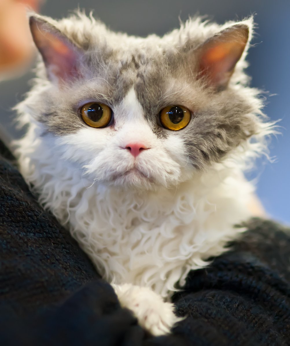 Selkirk Rex: The Plush Investigator (image credits: wikimedia)