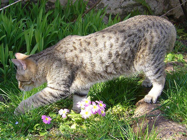 Pixiebob: The Wild-Looking Wonder (image credits: wikimedia)