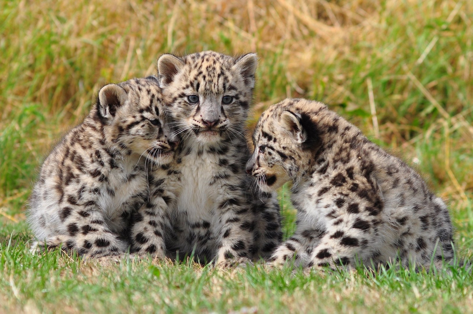 Snow Leopard Cubs Brave the Chill Early On (image credits: wikimedia)