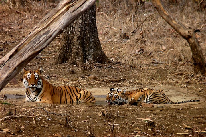 Tiger Cubs Master Water Play Young (image credits: wikimedia)