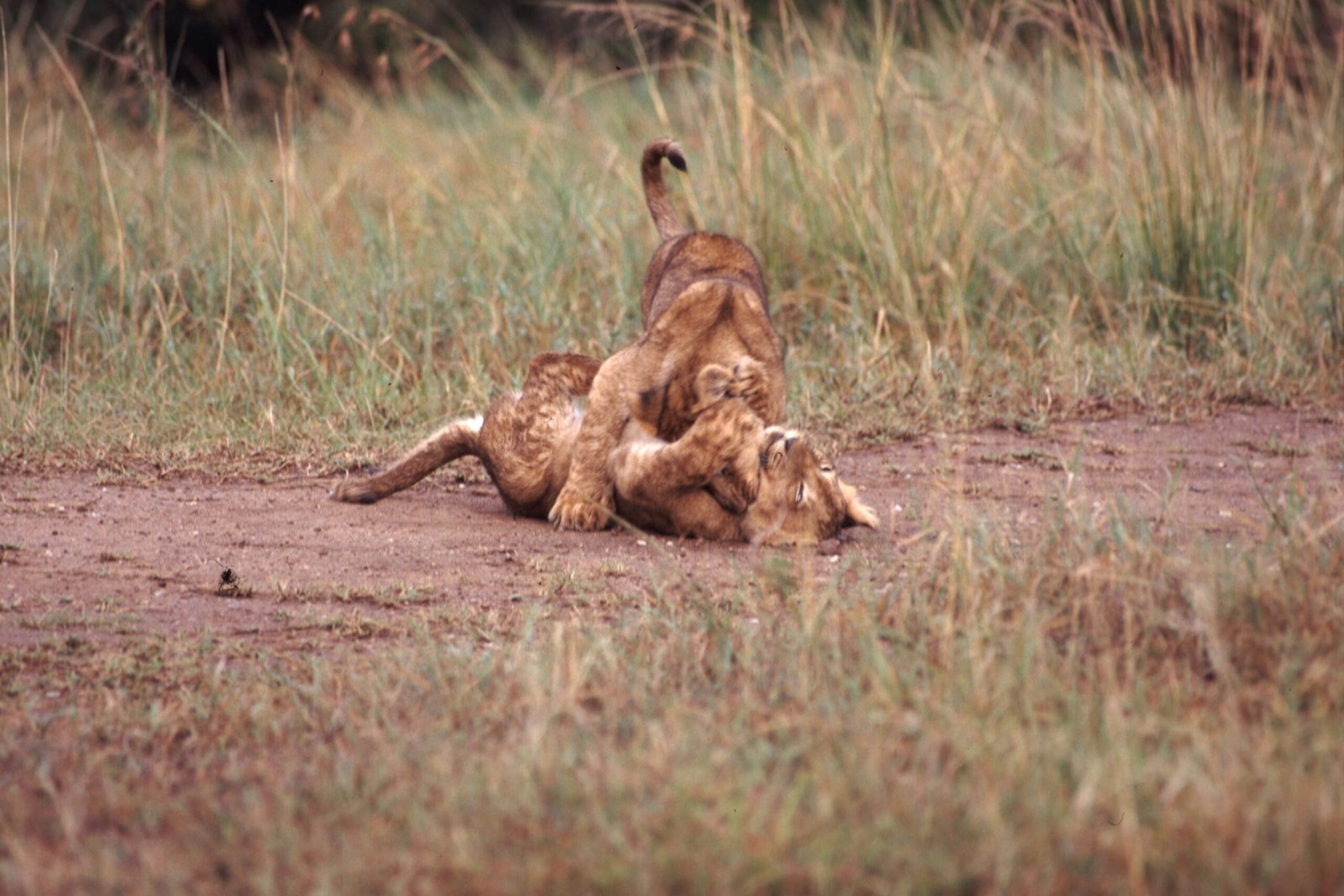 Lion Cubs Practice Hunting in Play (image credits: wikimedia)