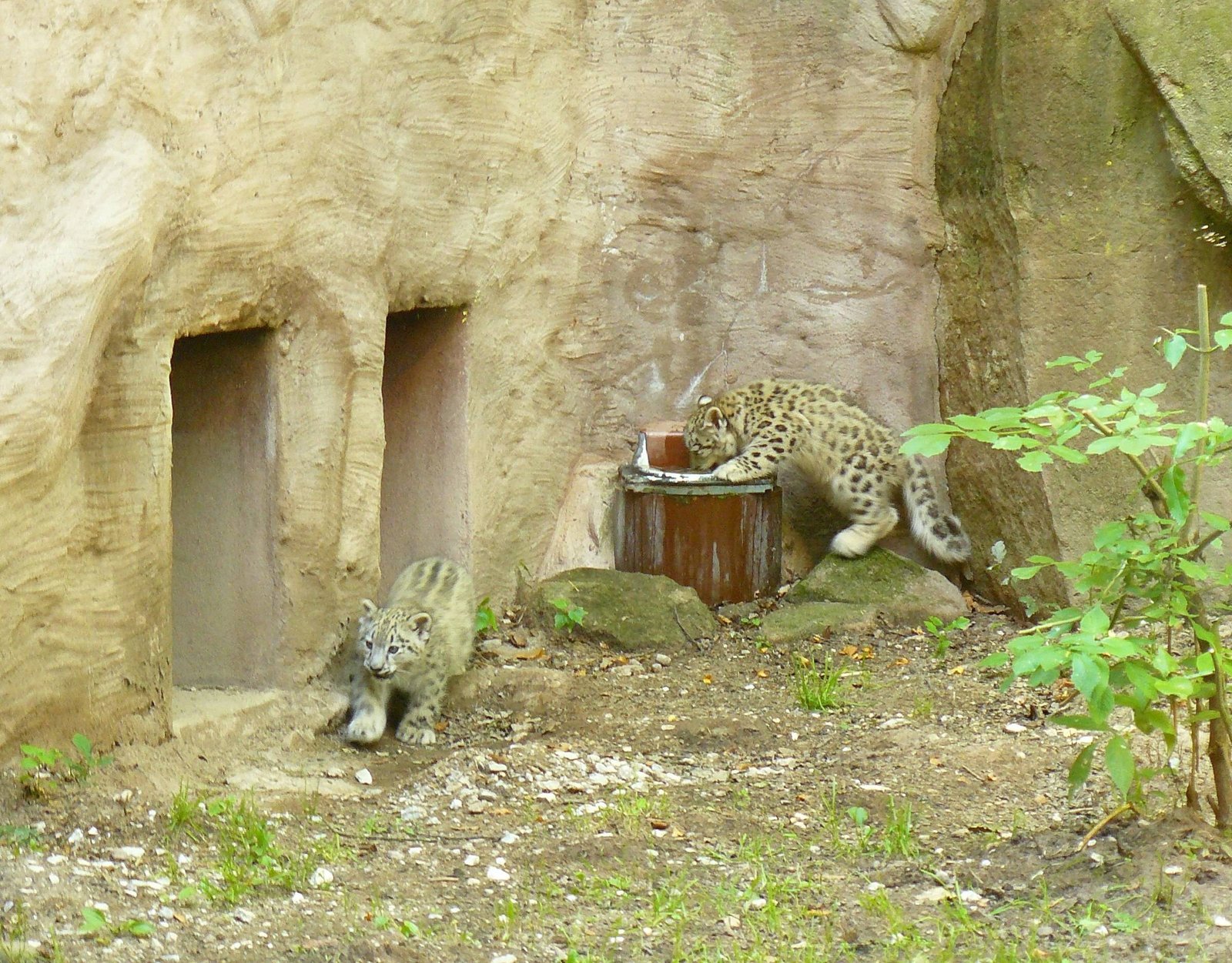 Leopard Cubs Get Their Spots Early (image credits: wikimedia)