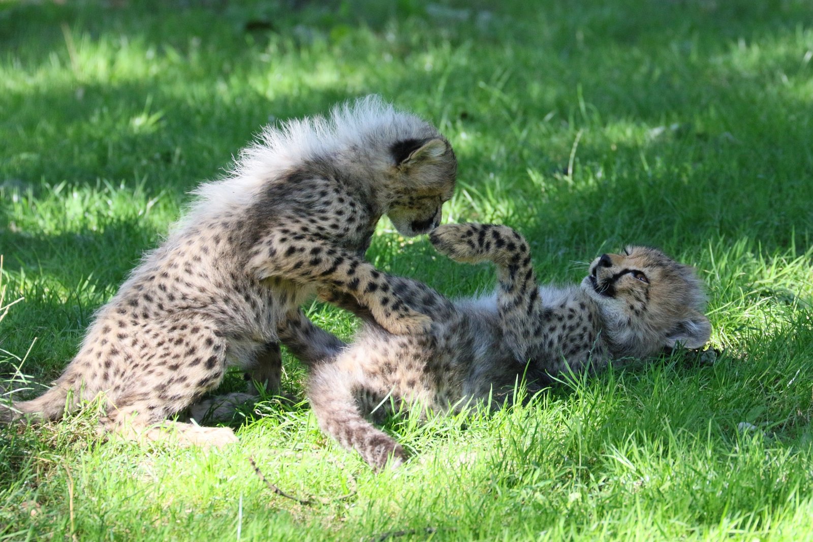 Cheetah Cubs Get Social Fast With Siblings (image credits: wikimedia)