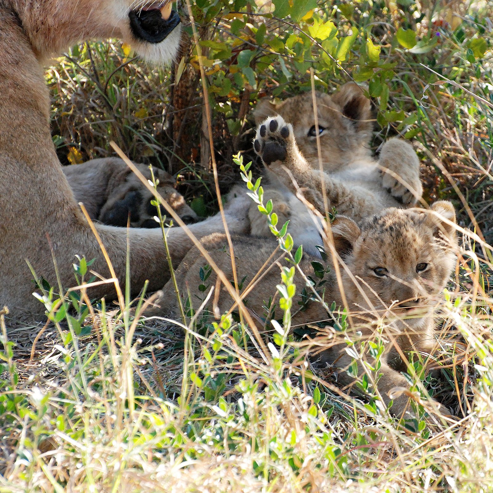 Lion Cubs Develop Roaring Voices Sooner Than Dogs Bark (image credits: wikimedia)