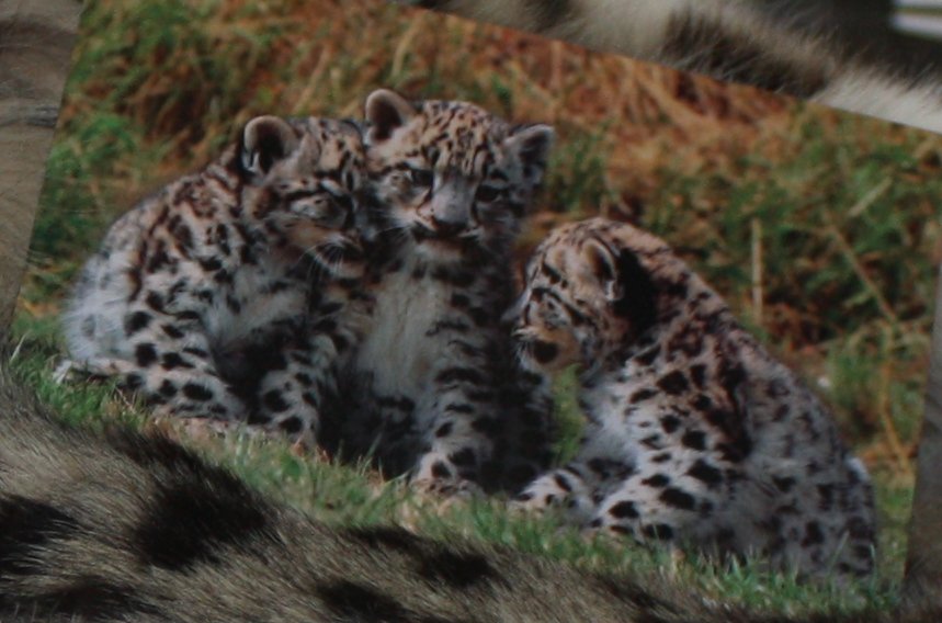 Snow Leopard Cubs Grow Winter Coats in Summer (image credits: wikimedia)