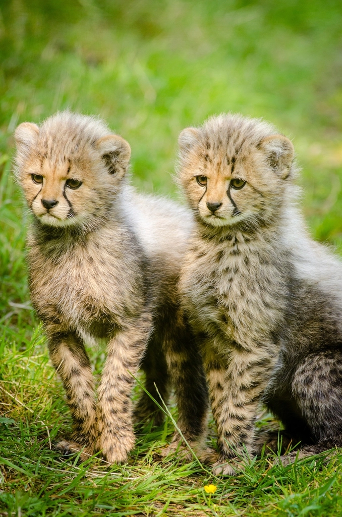 Cheetah Cubs Lose Their Mohawk as They Grow (image credits: rawpixel)