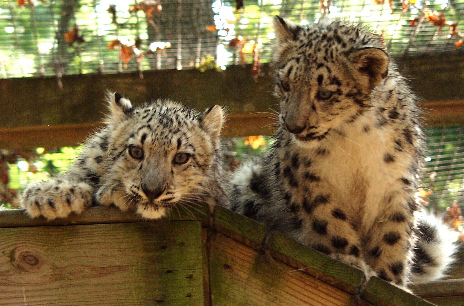 Snow Leopard Cubs Start Stalking Shadows Young (image credits: wikimedia)
