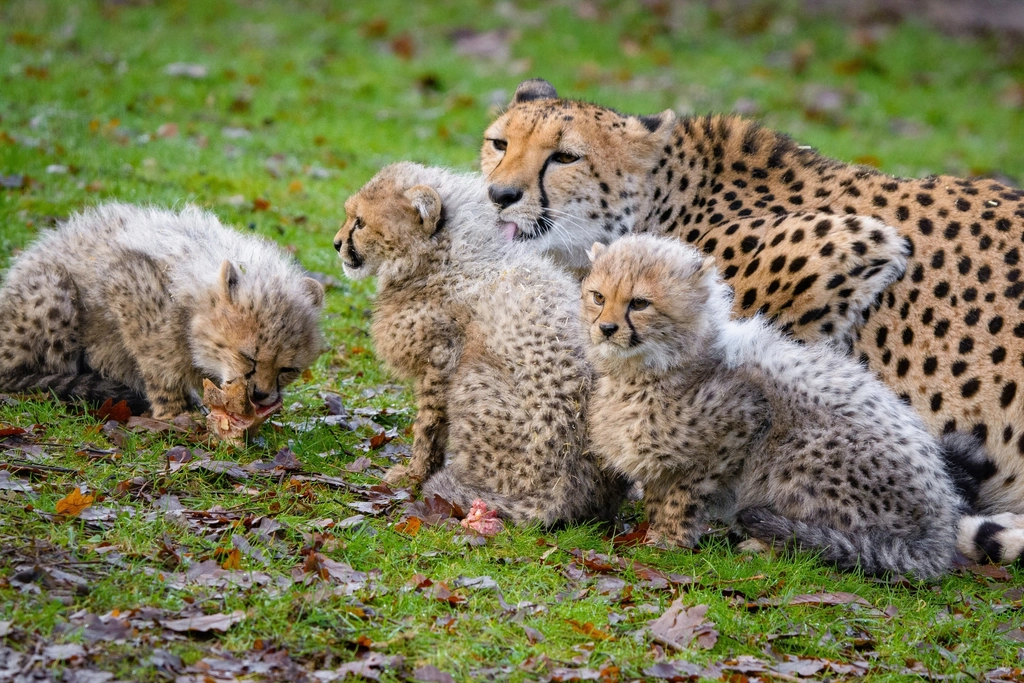 Cheetah Cubs Get Fast—And Curious—Quickly (image credits: rawpixel)