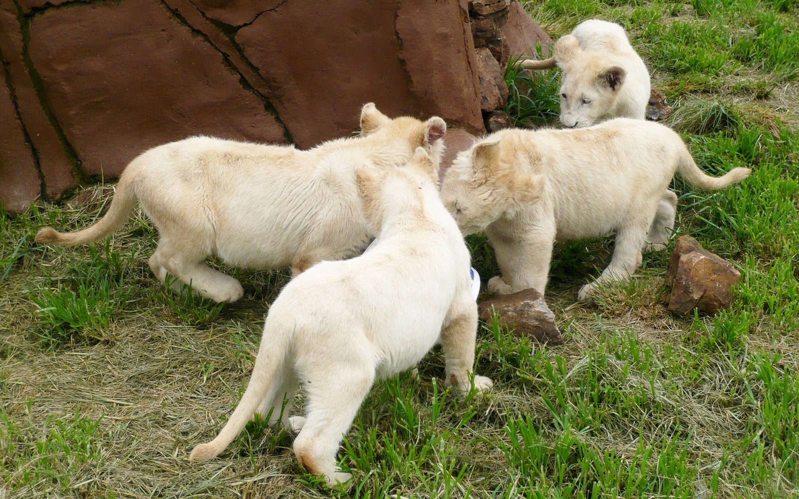 Lion Cubs Form Mini-Prides With Their Littermates (image credits: wikimedia)