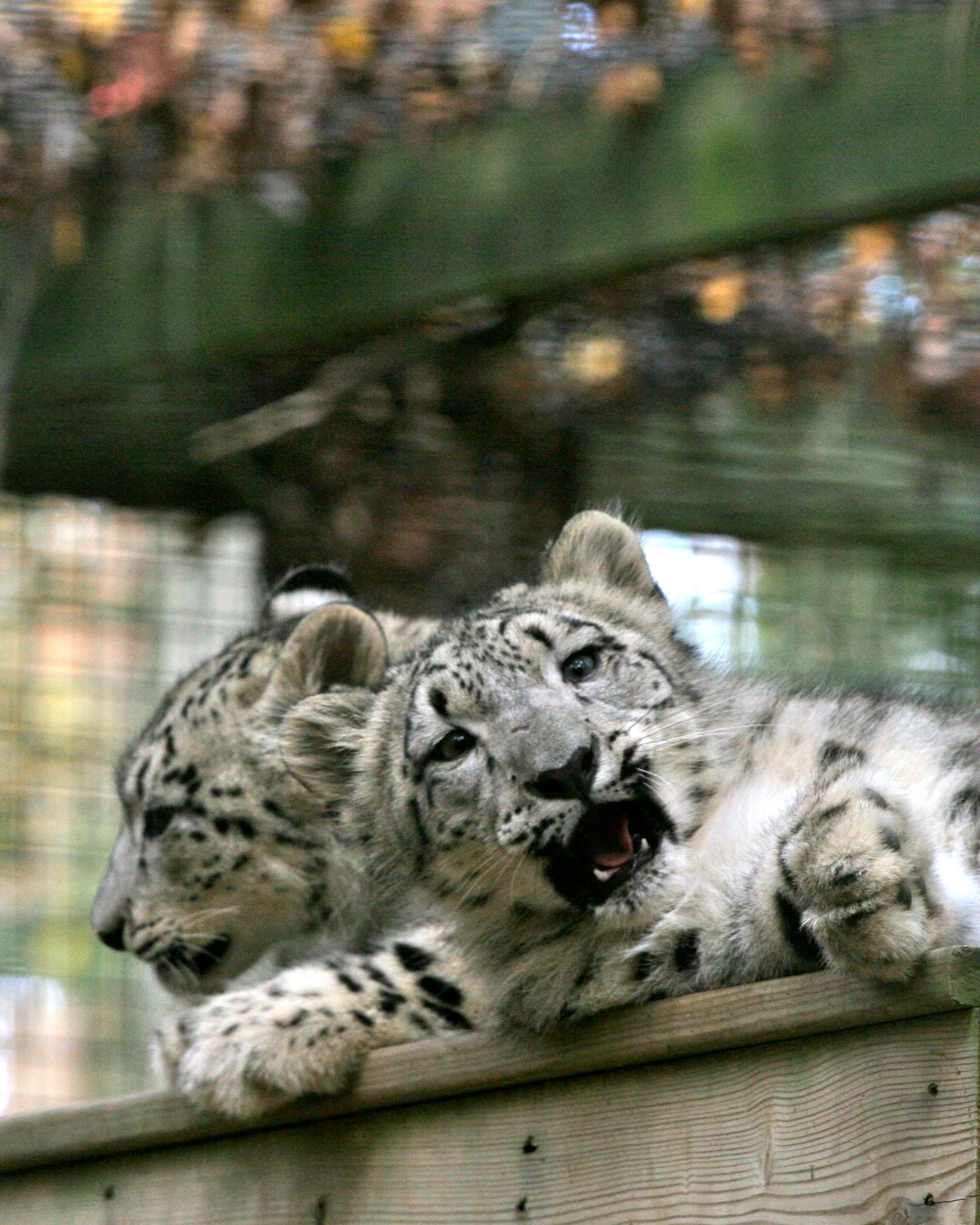 Snow Leopard Cubs Become Acrobats by Six Months (image credits: wikimedia)