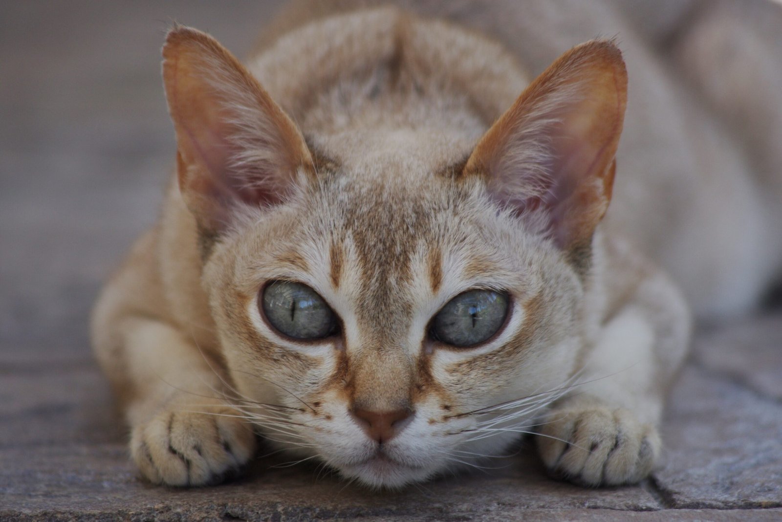 Singapura: Tiny Cats with Huge Social Needs (image credits: wikimedia)