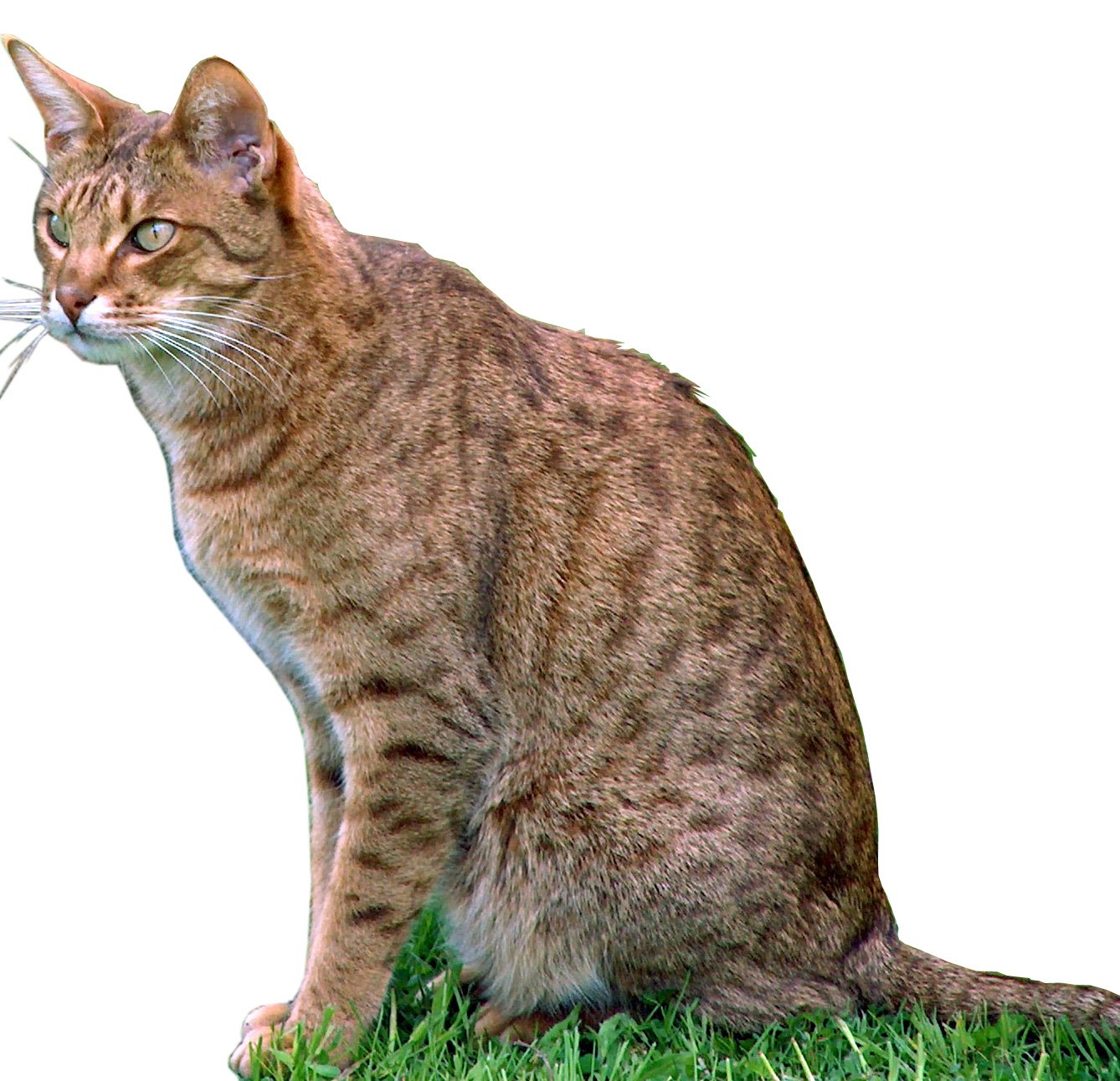 Ocicat: Spotted, Spirited, and Social (image credits: wikimedia)