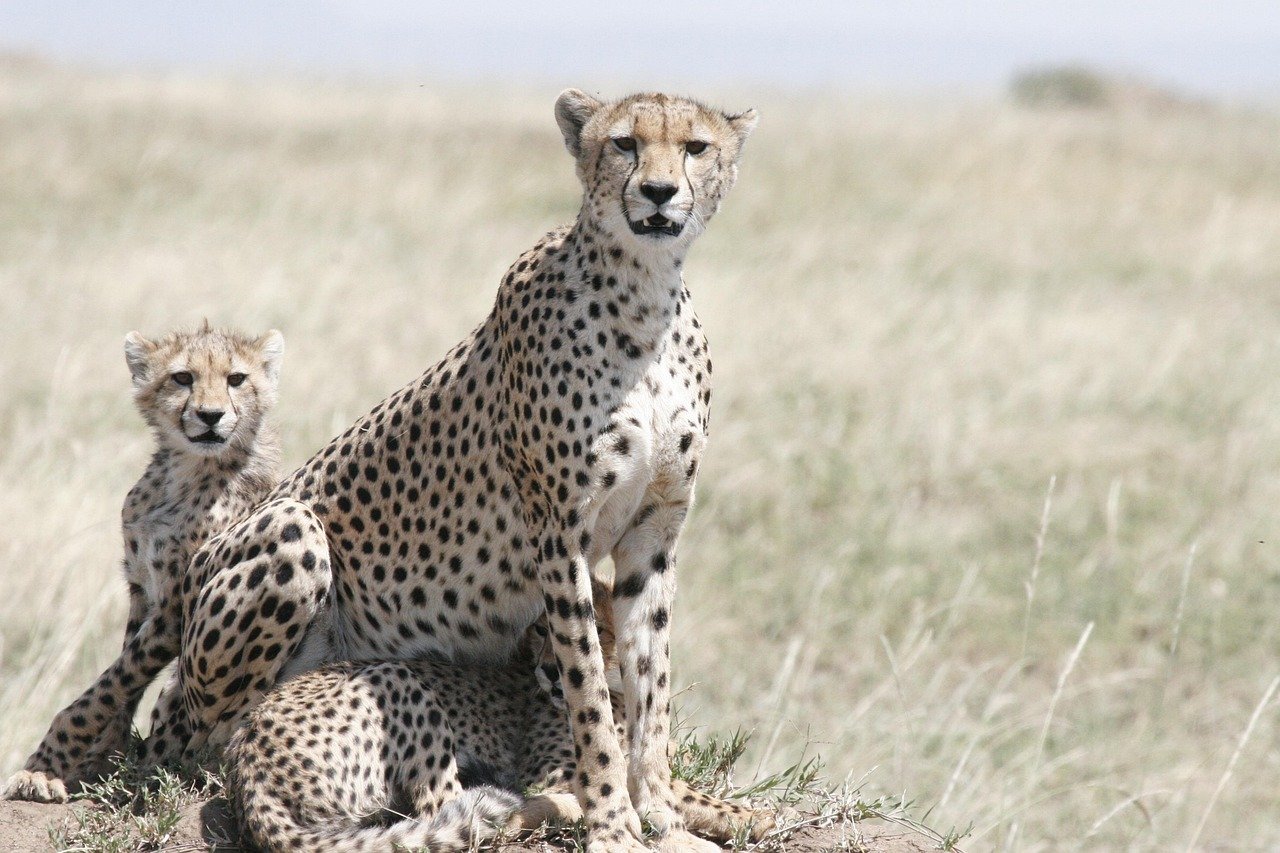 Cheetahs Race Through Namibian Farmlands (image credits: pixabay)