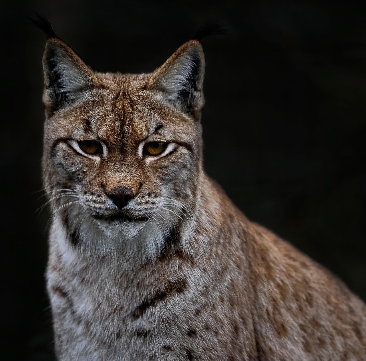 Lynx Lurk in European Suburbs (image credits: pixabay)
