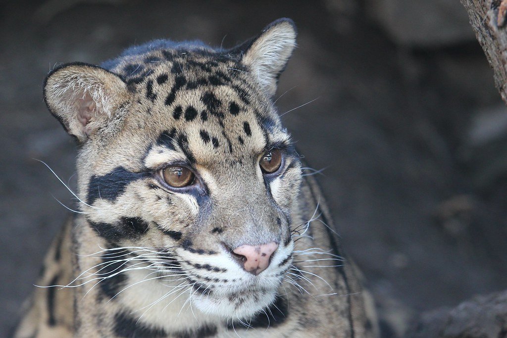 The Clouded Leopard: Southeast Asia's Shadow Hunter (image credits: flickr)