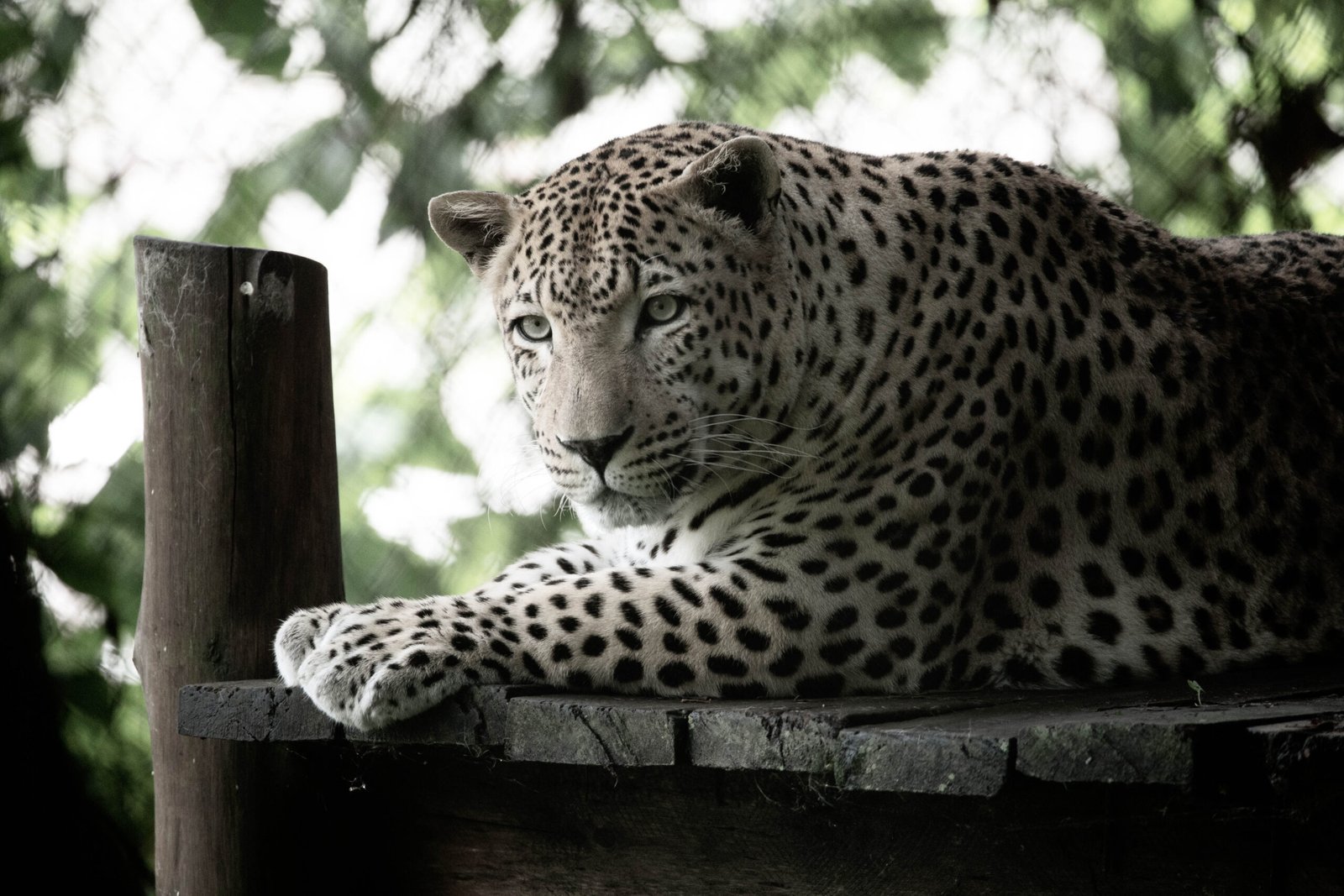 Retractable Claws: Nature's Built-in Stealth Mode (image credits: wikimedia)