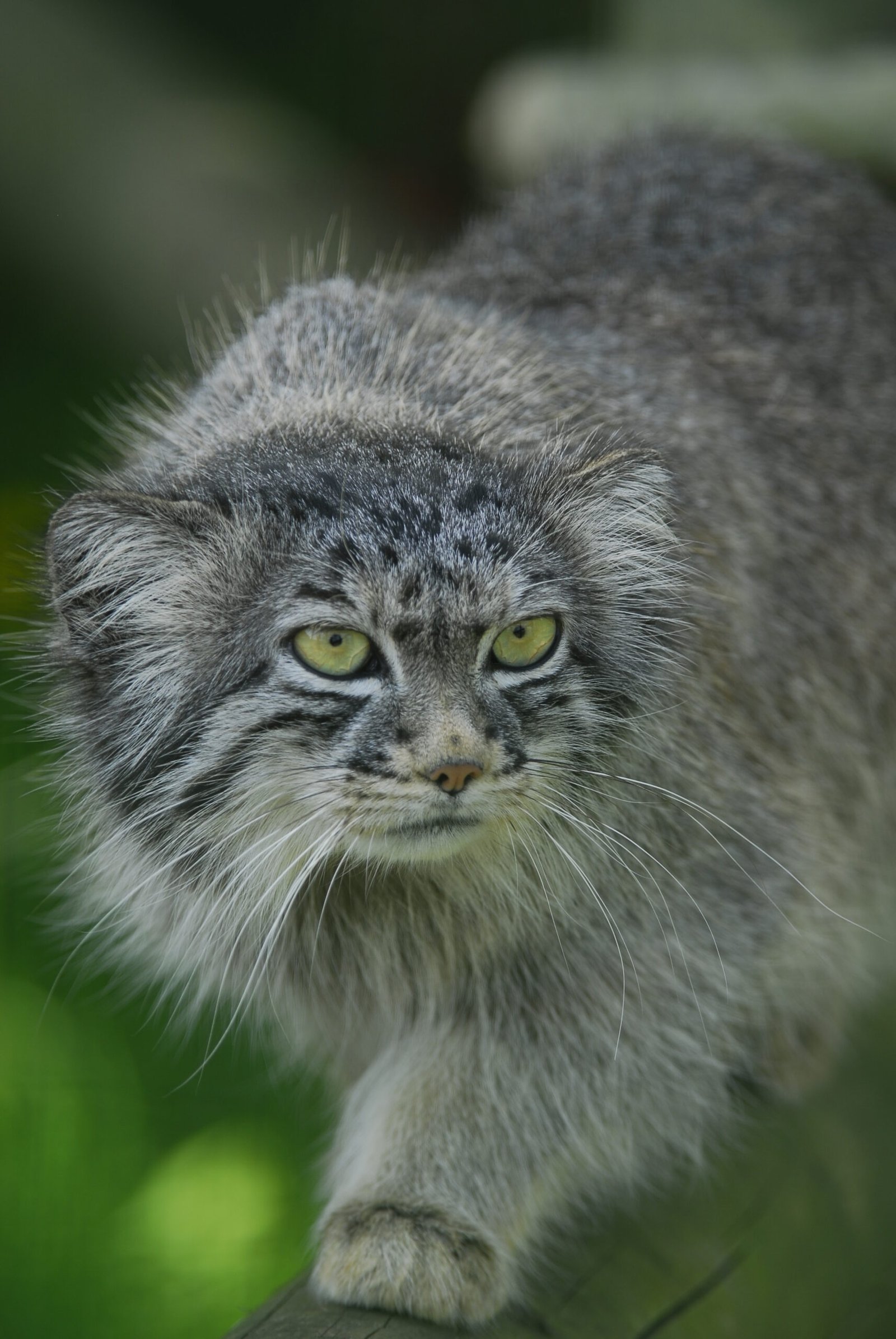 The Pallas's Cat: The Grumpy Stealth Master (image credits: wikimedia)