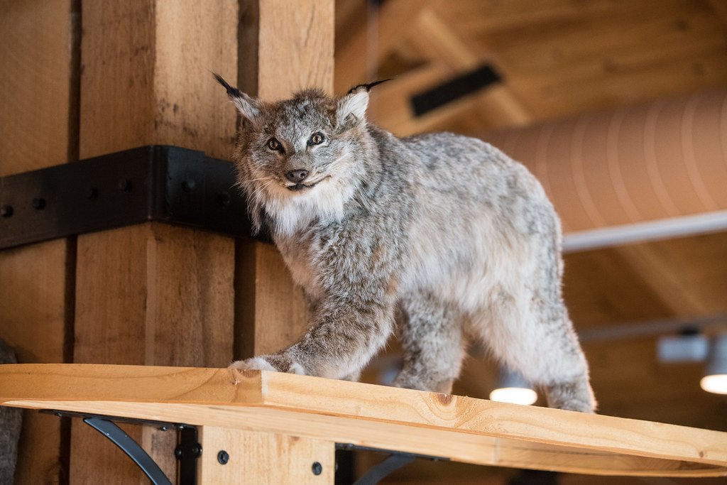 The Fishing Cat: Water's Stealthy Assassin (image credits: flickr)