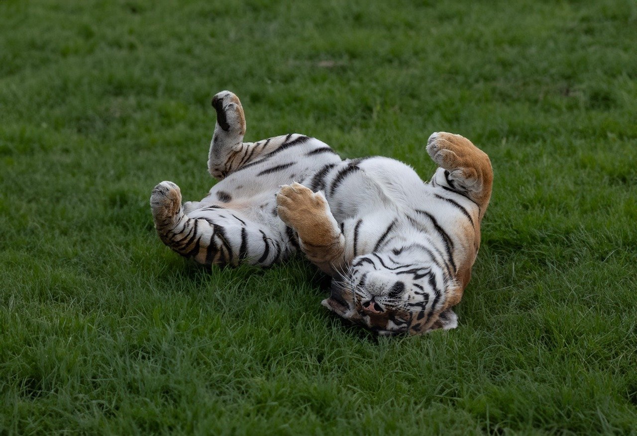 Siberian Tiger: Russia's Striped Giant Rules 100-400 Square Miles (image credits: pixabay)