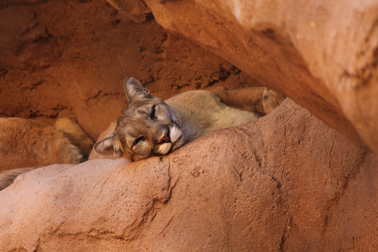 Cougar: America's Adaptable Wanderer Covers 50-300 Square Miles (image credits: pixabay)