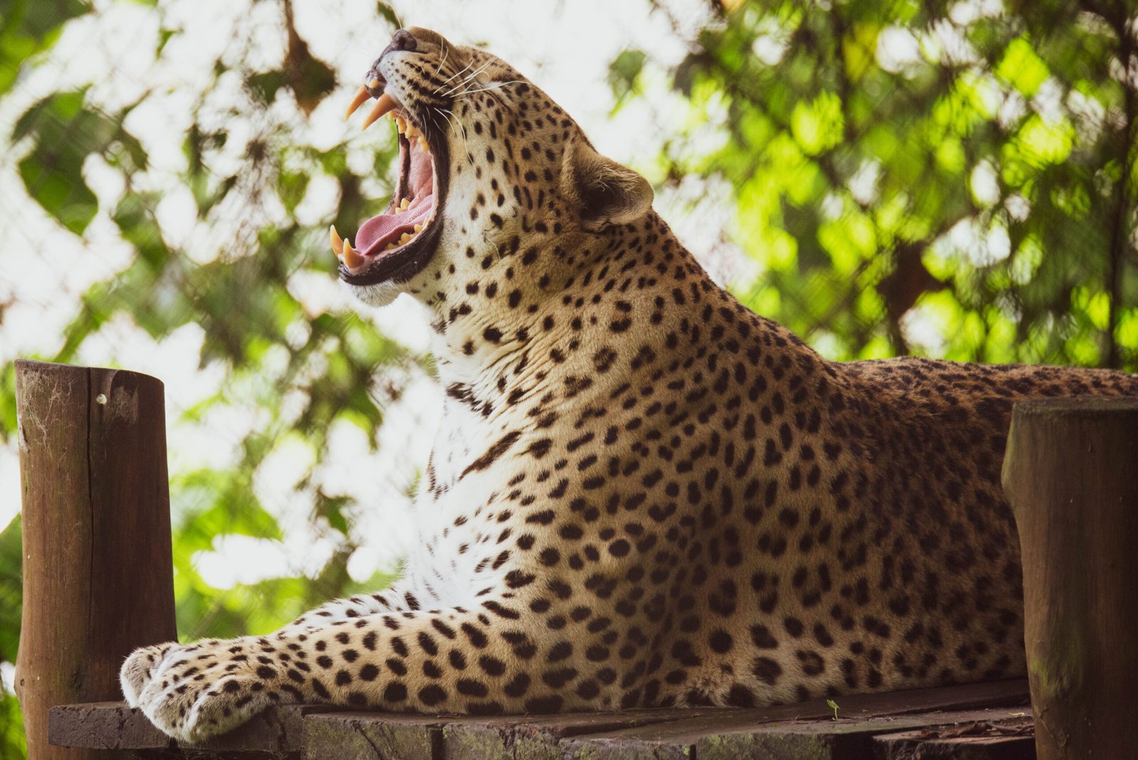 Conclusion: The Art of Invisible Hunting (image credits: wikimedia)