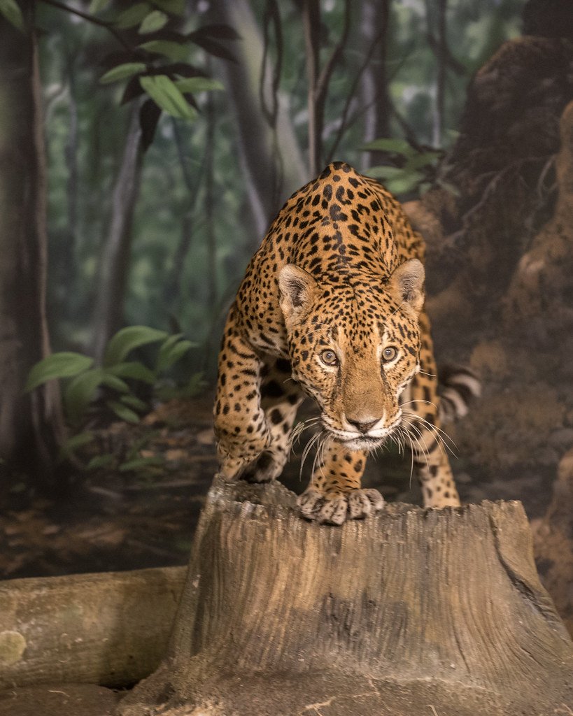 Leopard: The Spotted Survivor Manages 8-400 Square Miles (image credits: flickr)