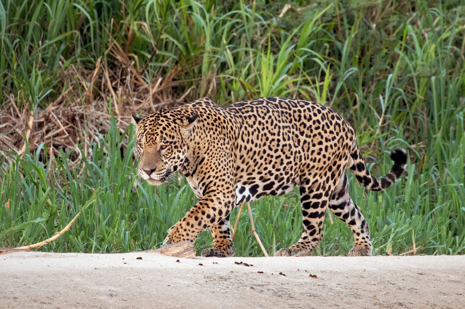 Jaguar: The Amazon's Apex Predator Patrols 10-100 Square Miles (image credits: wikimedia)
