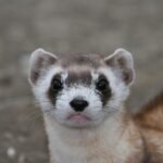 10 Big Cats That Rely on Stealth: Not Strength