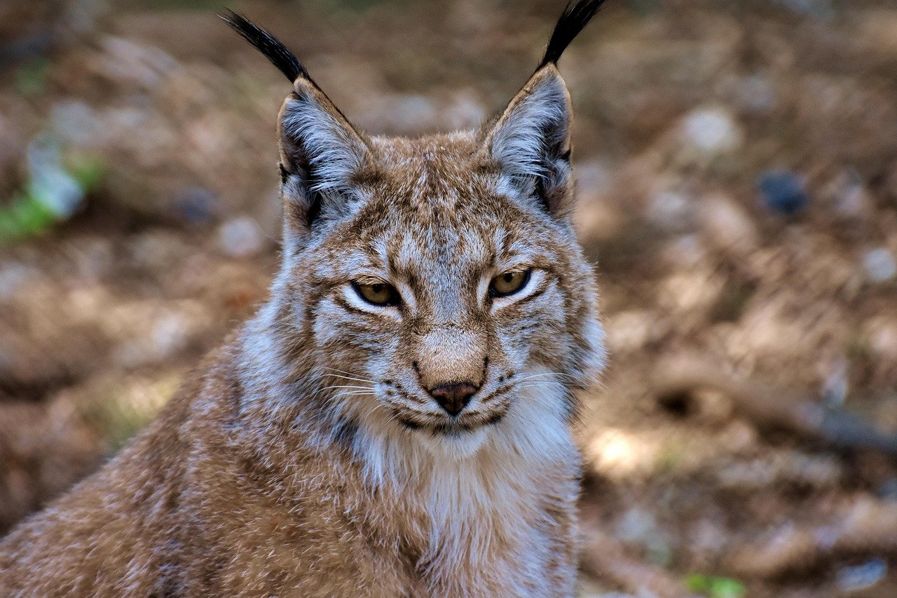 Lynx: The Tufted Traveler Claims 5-200 Square Miles (image credits: pixabay)
