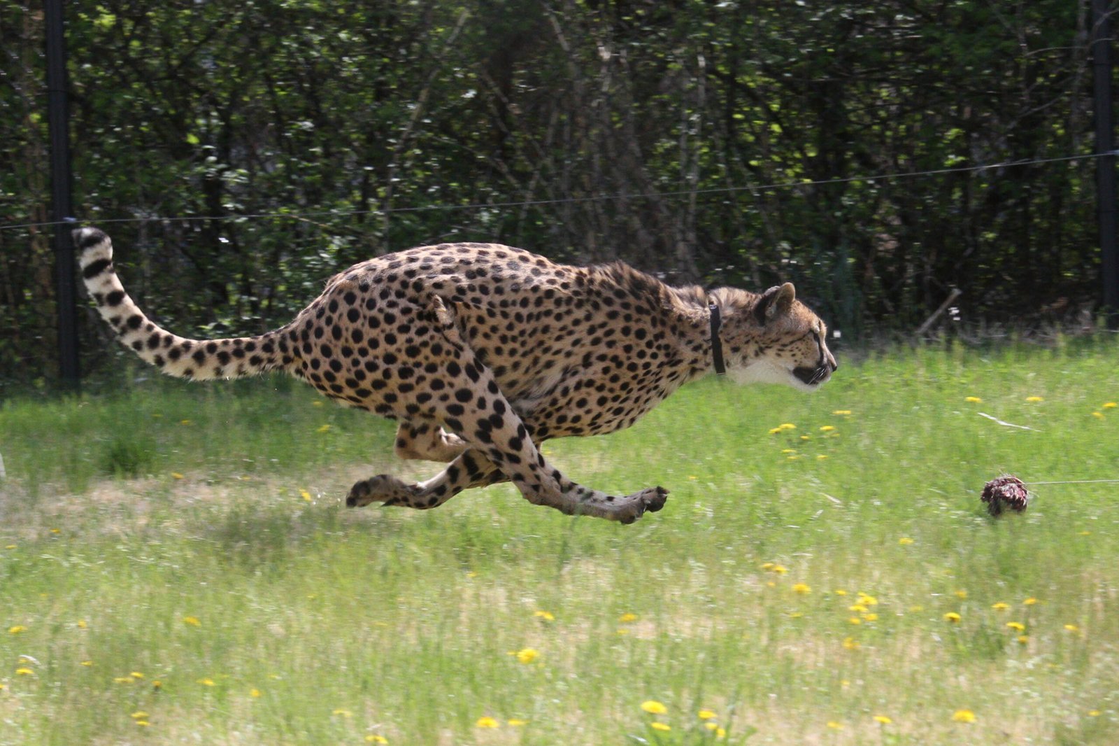 Cheetah: The Speed Demon Needs 50-800 Square Miles (image credits: wikimedia)